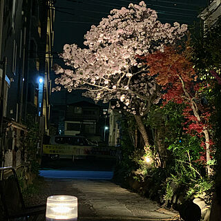 ライティング/夜桜を我が家で/部屋全体のインテリア実例 - 2021-04-01 07:57:19