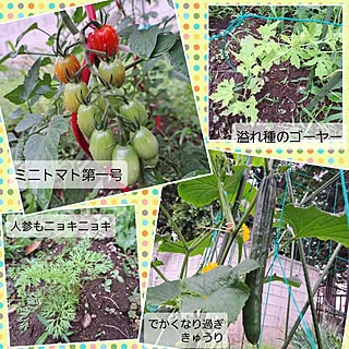 玄関/入り口/セカンドライフ/家庭菜園/畑/夏野菜...などのインテリア実例 - 2023-06-28 08:42:53