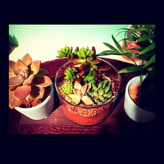 玄関/入り口/多肉植物/植物/寄せ植え初チャレンジ/観葉植物...などのインテリア実例 - 2015-01-27 23:59:34