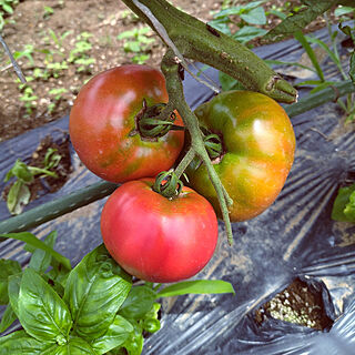 家庭菜園/大玉トマトのインテリア実例 - 2022-07-21 07:05:19