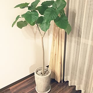 リビング/風水上良いみたい。/観葉植物初心者/ウンベラータさん/観葉植物...などのインテリア実例 - 2016-12-11 21:02:50