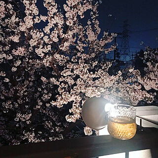 フルッタ/夜桜/SCOPE/窓/団地...などのインテリア実例 - 2019-04-08 20:04:33