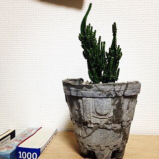 DIY/多肉植物/サボテン♡/自作の植木鉢のインテリア実例 - 2014-07-04 21:52:40