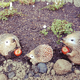 グランドカバー/初心者 ガーデニング/子どものいる暮らし/植物のある暮らし/クリーピングタイム...などのインテリア実例 - 2018-01-15 23:15:01