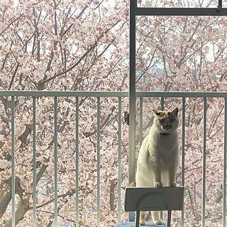 窓の外/桜/ねこのいる風景/ねこが好き/ねこのいる生活...などのインテリア実例 - 2023-03-26 02:02:58