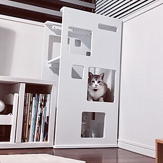 リビング/IKEA/猫のいる部屋/モノトーンのインテリア実例 - 2017-04-14 22:53:02