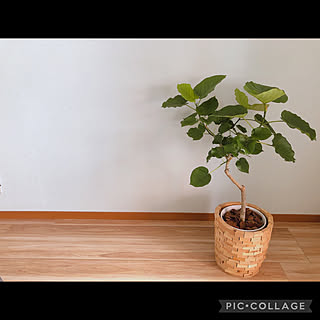 鉢カバーDIY /植木鉢カバーDIY/クロス貼りDIY/壁紙DIY/フローリングDIY...などのインテリア実例 - 2022-08-27 13:34:49