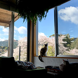 猫/ねこ/桜/保護猫/里山...などのインテリア実例 - 2019-04-15 10:31:21