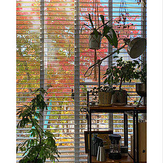 棚リメイク/観葉植物/観葉植物のある暮らし/窓から見える景色/窓からの眺め...などのインテリア実例 - 2021-11-17 11:55:55