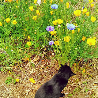 ６月2日/黒猫/庭の花壇/実家のインテリア実例 - 2019-06-02 22:09:38