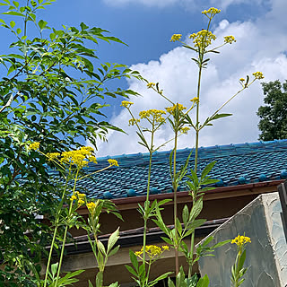 花/花のある暮らし/植物のある暮らし/おみなえし/女郎花...などのインテリア実例 - 2021-07-28 11:33:13