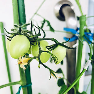 部屋全体/花が咲き始めました/実になりそうなミニトマト/実になりかけ途中/中玉トマト栽培...などのインテリア実例 - 2023-09-28 08:38:12