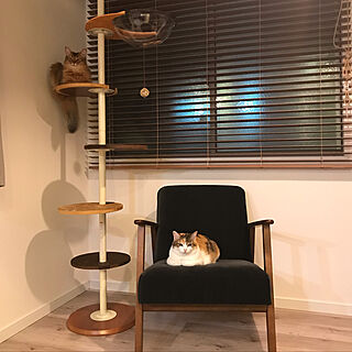 猫のいる生活/IKEA/ブラインド/棚のインテリア実例 - 2019-05-22 18:33:29