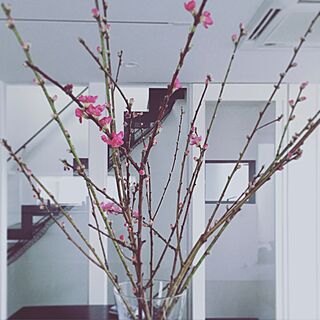 リビング/桃の花/植物のインテリア実例 - 2016-02-23 15:14:19