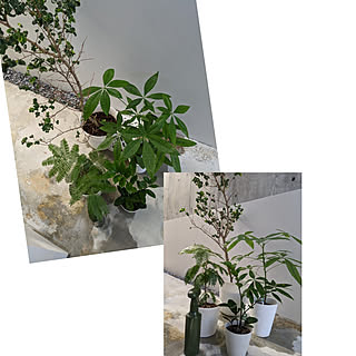 玄関/入り口/小さい平屋/庭なし戸建て/観葉植物のある暮らし/パキラ...などのインテリア実例 - 2022-11-03 10:24:24