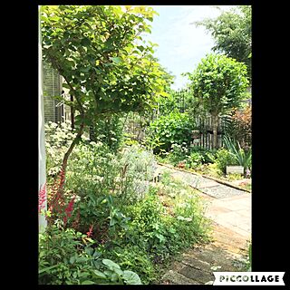 ベッド周り/アスチルべ咲き始めました/植物/ガーデニング/ガーデン...などのインテリア実例 - 2016-05-27 12:18:13