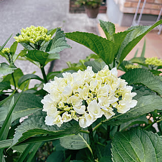 紫陽花/植物のある暮らし/花のある暮らし/ガーデニング/グリーンのある暮らし...などのインテリア実例 - 2023-05-20 18:11:05