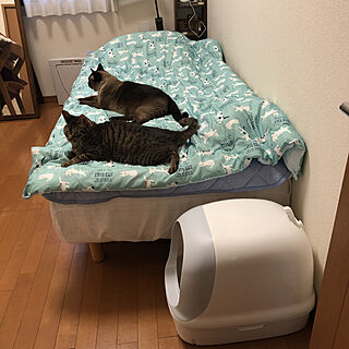 猫ちゃん想い/ニャンとも/ねこと暮らす。/ねこのいる日常/猫トイレのインテリア実例 - 2021-06-14 18:25:10