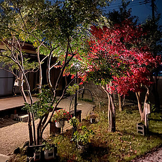 夜の庭も好き/庭/日本家屋/もみじ紅葉/ウッドデッキのある暮らし...などのインテリア実例 - 2020-11-16 21:37:29