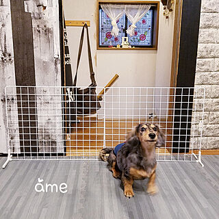 子犬と暮らすのインテリア実例 ｜ RoomClip（ルームクリップ）