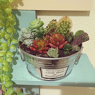 バス/トイレ/多肉植物・サボテン/多肉植物寄せ植え/多肉植物初心者/多肉植物デビュー...などのインテリア実例 - 2016-02-20 21:14:59