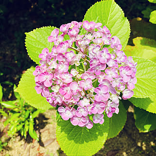 おたふく紫陽花/花のある暮らし/みどりある生活/こどもと暮らす/コメントお気遣いなく...などのインテリア実例 - 2021-06-20 09:24:37