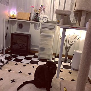 猫の部屋/春たん/IKEA/部屋全体/花火電球のインテリア実例 - 2023-04-20 22:37:55