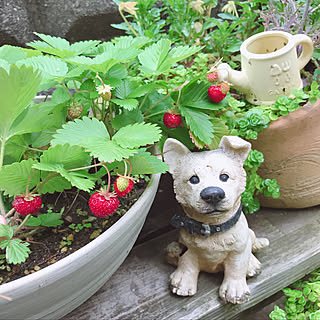 玄関/入り口/犬の置物/雨止んだ/ワイルドストロベリー/いつもありがとうございます...などのインテリア実例 - 2018-05-09 17:30:00