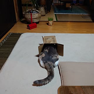 リビング/古い家/田舎暮らし/なんでも猫と遊ぶ道具になる/三毛猫...などのインテリア実例 - 2023-04-15 21:06:22