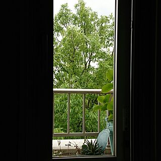 机/多肉植物/観葉植物のある部屋/緑/窓...などのインテリア実例 - 2017-04-26 09:12:02