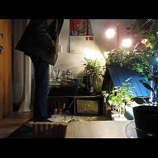 ねこのいる日常/観葉植物/猫トイレ/猫トイレカバーのインテリア実例 - 2021-01-19 23:34:23