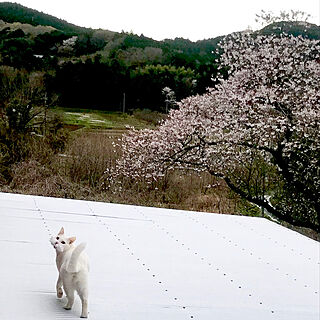 お散歩わっくん/デッキ屋根は猫の庭/わくちゃん/花のある暮らし/里山...などのインテリア実例 - 2020-04-02 10:41:25