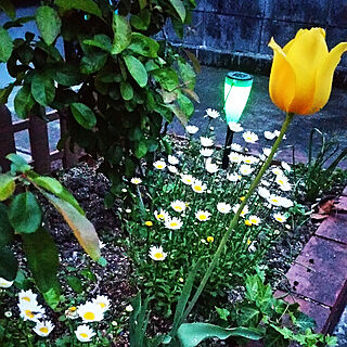 春のお花/お花のある暮らし/コンクリートの庭/ガーデニング/玄関前...などのインテリア実例 - 2018-04-11 19:29:27