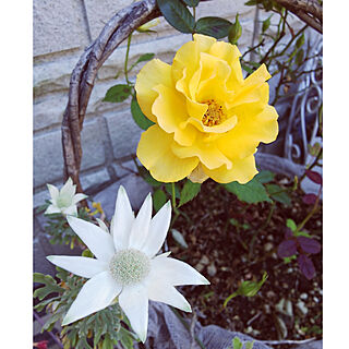 玄関/入り口/バラ/庭のバラ/黄色いバラ/庭の花のインテリア実例 - 2020-06-08 13:48:45