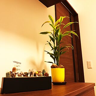 玄関/入り口/観葉植物/照明のインテリア実例 - 2017-04-04 12:17:56