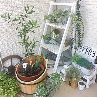 キャンドゥ 植木鉢のおしゃれなアレンジ 飾り方のインテリア実例 Roomclip ルームクリップ