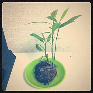 リビング/ケルベラ/植物のインテリア実例 - 2013-06-21 12:16:09