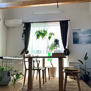 部屋全体/風景写真/いぬと暮らす/観葉植物/ダイニングテーブル...などのインテリア実例 - 2024-03-31 14:42:57