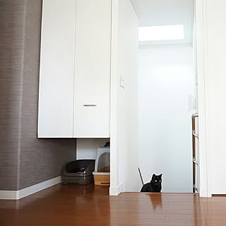 部屋全体/ねこ/猫好き/猫トイレのインテリア実例 - 2016-02-09 12:14:39