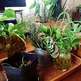 机/植物中毒/ダイソー/DIY/セリア...などのインテリア実例 - 2016-06-01 18:31:55