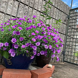 玄関/入り口/門の前/ガーデニング/紫の花/6月から9月まで咲いてる...などのインテリア実例 - 2021-09-16 11:21:09