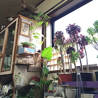 棚/観葉植物/多肉植物/コルクボードリメイク/ドライフラワーアレンジ...などのインテリア実例 - 2016-05-27 07:01:33