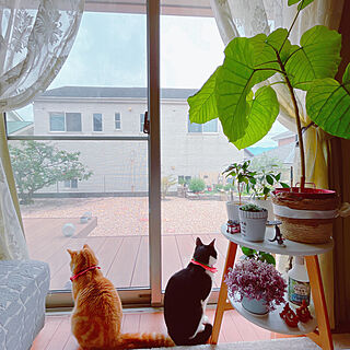 リビング/にゃんず/猫がよろこぶ快適な部屋づくり/猫が好き/観葉植物のある暮らし...などのインテリア実例 - 2024-04-26 12:57:55