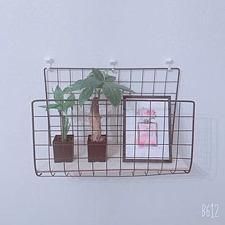 飾り方は自由♡/全部100均/フォトフレーム/観葉植物/ワイヤーネットDIY...などのインテリア実例 - 2021-07-15 12:30:45