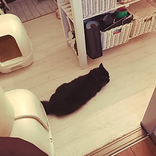 キッチン/セリアリメイクシート/ダイソーリメイクシート/昭和の家/狭い部屋で猫３匹と暮らす...などのインテリア実例 - 2017-07-10 12:54:56