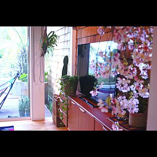 リビング/観葉植物/窓/グリーン/ＲＣ名古屋...などのインテリア実例 - 2016-03-01 15:36:35