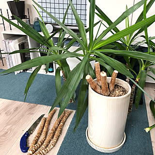 オーガスタ も植え替えしなきゃ/ライムポトス も植え替え/植え替え祭り/観葉植物のある暮らし/はげちゃびん...などのインテリア実例 - 2020-07-13 15:37:08