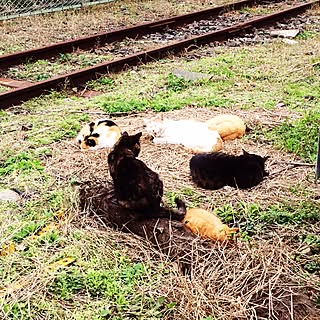 線路/インテリアじゃなくてごめんなさい/ねこが好き/ねこばかりですいません/ねこのいる風景...などのインテリア実例 - 2015-11-23 19:26:39