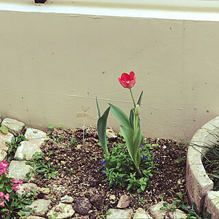 暖かい/今日は23℃/春/チューリップ咲きました♡/花壇の花...などのインテリア実例 - 2021-02-06 11:35:41
