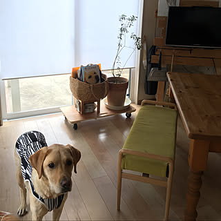 壁紙屋本舗さん/ロールスクリーン/建売住宅/ペットと暮らす家/犬と暮らす...などのインテリア実例 - 2021-08-18 15:41:24